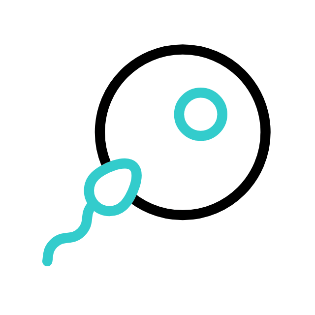 egg fertilization